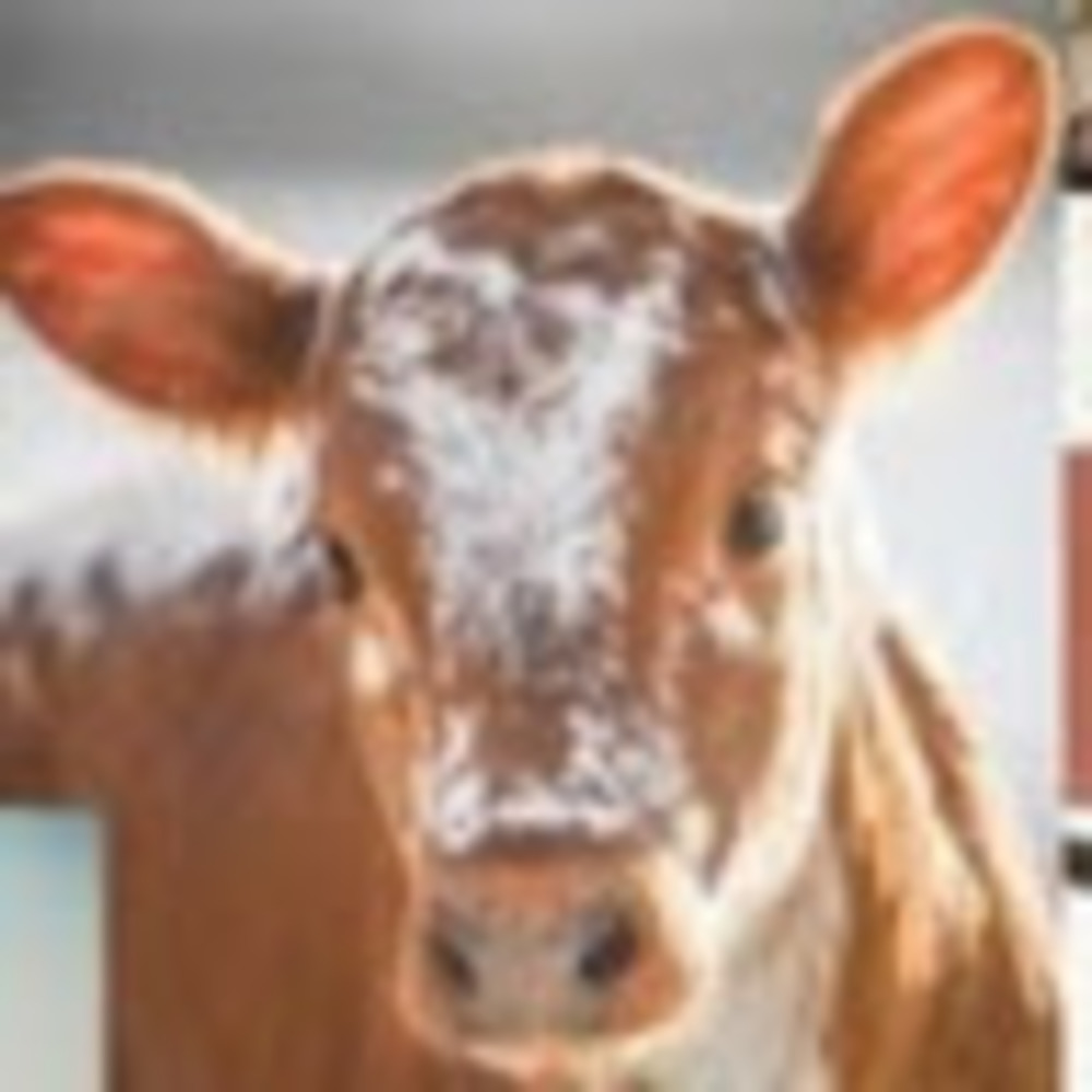 Meet your Posher, Summer